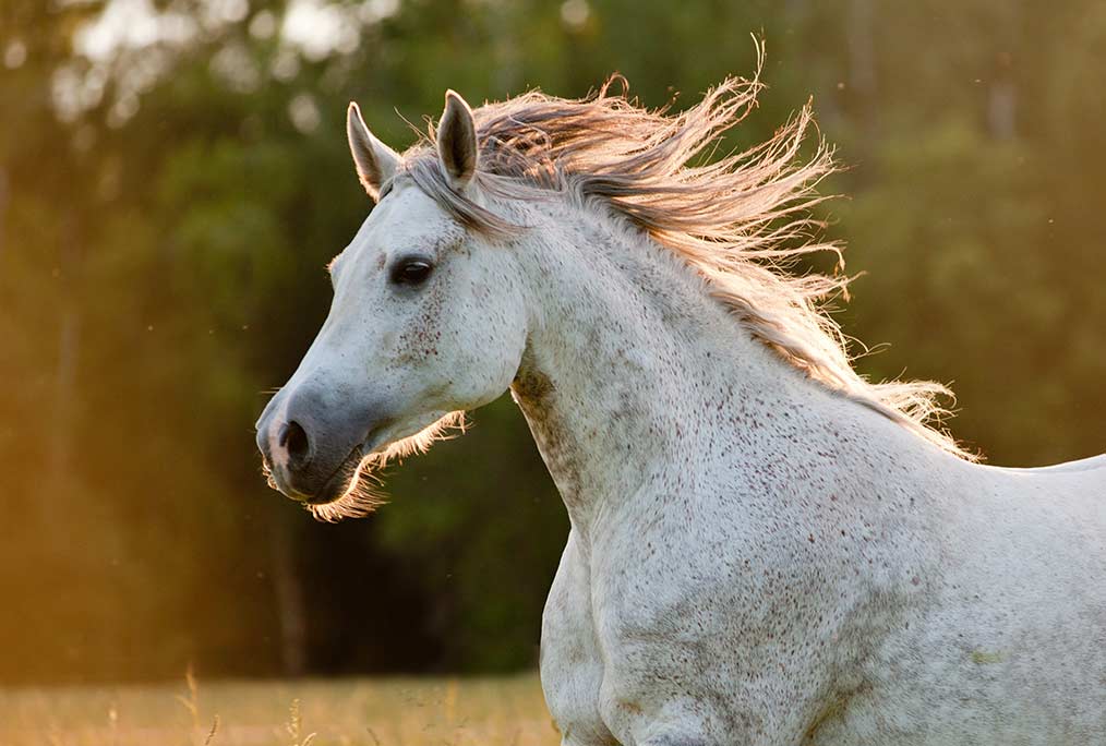 Magasin d'alimentation, soins naturels et accessoires pour chevaux